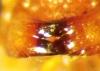 Ophion sp.